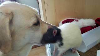 Lucy the Dog  and Dan the Rat