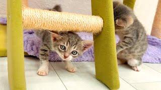 Live Nonstop kitten fun – Foster kittens playing and exploring