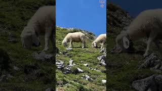 Sheep in the Alps - Tiroler Bergschafe in den Alpen auf der Alm #sheepfarming #mountains #farming