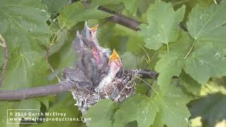 Red-eyed Vireo Nest in Maine