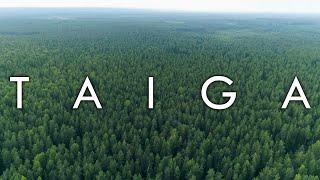The Taiga Biome Boreal Forest - Biomes #7