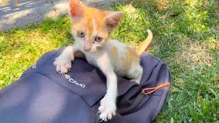 Play a very funny game with my little orange kitten bag