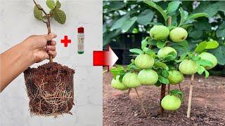 SUPER SPECIAL TECHNIQUE - Propagating Guava trees this way is 100% successful and has many fruits