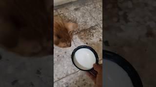 These kitten were very Hungry  Feeding them milk