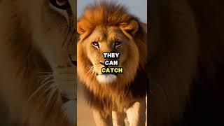 Are lions carnivores? #shorts #short #shortvideo #shortsvideo #facts #lion #wildlife #animals