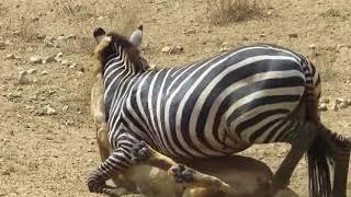 Lion Attacks Zebra Caught on Camera -  Wild Animal Attack