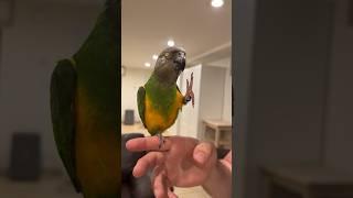 Kili the Senegal Parrot sweet Sixteen Birthday