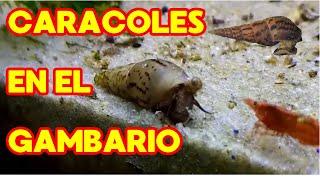 Caracoles Tuberculata en el Gambario