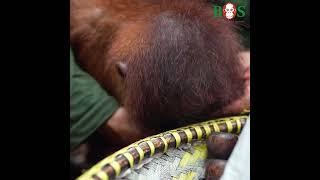 Frecher Monyo  BOS  orangutan.de