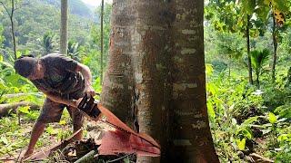 Amazing skill of cutting down a big tree with a small chainsaw