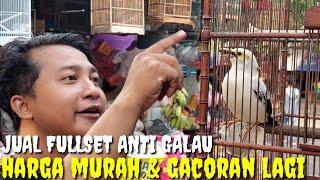 BELI BURUNG GAK PAKE GALAU  BURUNG GACORAN BONUS SANGKAR. PAT 1