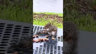 Adorable Squirrel Rescued During Hurricane Ian #Shorts #HurricaneIan #Squirrels