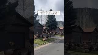 A Mass of Elk Takeover Neighborhood