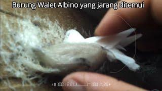 Penampakan Burung Walet Putih atau Walet Albino