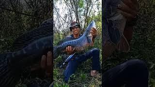 jedagjedug SKBR & point ikannya #shoorts #ikan #viral #fishing