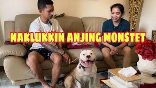 MENAKLUKKAN ANJING AMERICAN BULLY ‼️ GAK BISA DIAM KETIKA LIHAT ORANG LAGI MAKAN