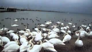 The Swans of Sopot beach