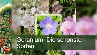 Geranium Die schönsten Sorten