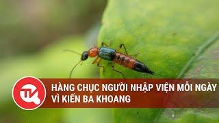 Hàng chục người nhập viện mỗi ngày vì kiến ba khoang  Truyền hình Quốc hội Việt Nam