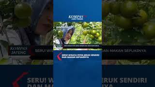 Seru  Wisata Petik Buah Langsung Dari Kebun#shorts #blora #agrowisata #petikjeruk #viral #buahjeruk