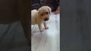 Labrador puppy #Labrador