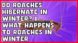 Do Roaches Hibernate in Winter?