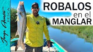 Pesca de ROBALO en el MANGLAR - Además... SORTEO