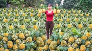 Harvesting Pineapple Goes To Market Sell - Repair The Rotten Bathroom  Phương Free Bushcraft