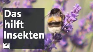Hortensien bringen Insekten gar nichts - unterwegs mit einer Insektenzählerin  BR24