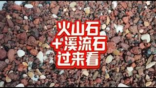 火山石上加溪流石？ 用了你就後悔！ 古法養龜不建議底砂混用的原因