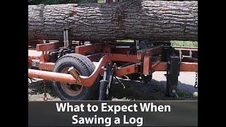 What to Expect When Sawing a Log Hiring a Sawyer