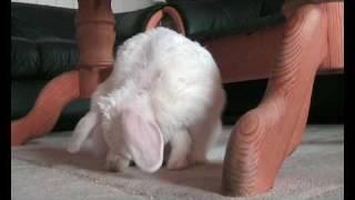 Bunny - el tango de roxanne