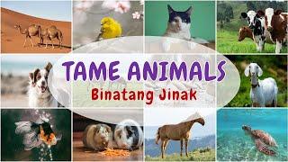 Tame Animals Belajar Bahasa Inggris  Kosakata Bahasa Inggris Binatang Jinak