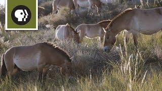 The Wild Horses That Beat Extinction