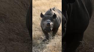 curious Black Rhino - the incomparable Mr Zulu #wildlife #big5 #rhino #blackrhino