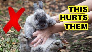 These Everyday Things HURT Your Rabbits Feelings