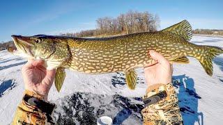 Early Ice And The Pike Were Hungry