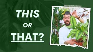  Houseplant Showdown This or That? Which Will Make It to Your Home? 