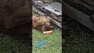 African tortoise mas gusto ang damo kesa carrots #shortvideo #tortoise #tortuga #pagong #turtle