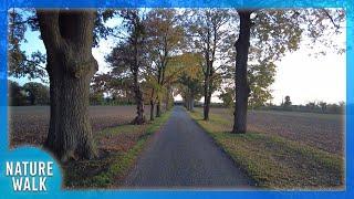 Sunset walk through a beautiful tree archway Nature Visualizer