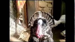 Индюки. Еще одна история. Turkeys. Another story.