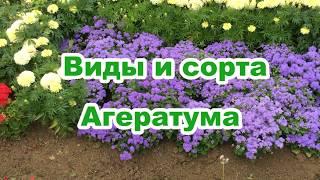 Агератум - виды и сорта ч.3