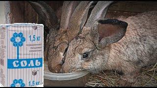 Соль для кроликов можно ее давать кроликам или нет