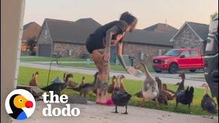 Sweet Woman Becomes Neighborhood Duck Lady  The Dodo