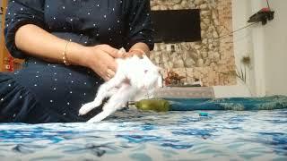 My rabbit almost die due 2 heart attack  Stroke  How to save ur rabbit from heart stroke