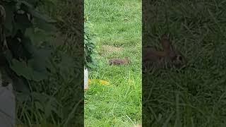 Baby Bunny Enjoying Our Yard #bunny #rabbit