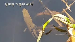 Snakehead fish chicks grow well   잘자라고 있는 가물치 새끼   よく育っているカムルチー子