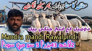 Mandra mandi today 3172024 latest update ll Tahli adda mandi ll Part 2 ll jamil tv ll