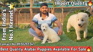 ALABAI Central Asian shepherd  Best Quality Alabai Puppies Available For Sale In India#alabaidog