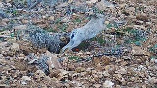 You will be surprised how we see rabbits on the ground gopro and shotkam hare hunting